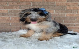 Mini Bernedoodle dogs for sale: River - Image 4