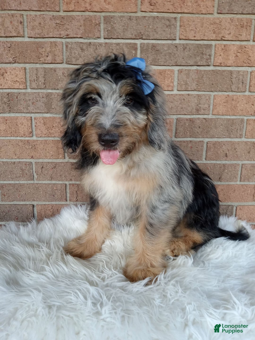 Mini Bernedoodle dogs for sale: River - Image 4