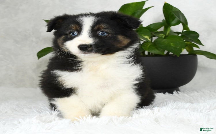 Australian Shepherd dogs for sale - Ad 4