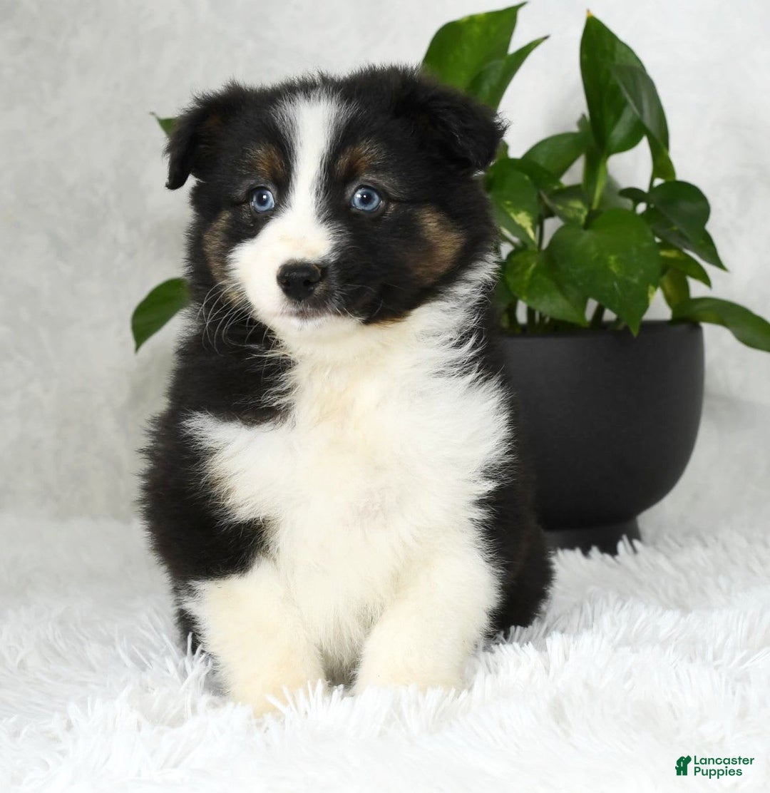 Australian Shepherd dogs for sale: Beulah - Image 1