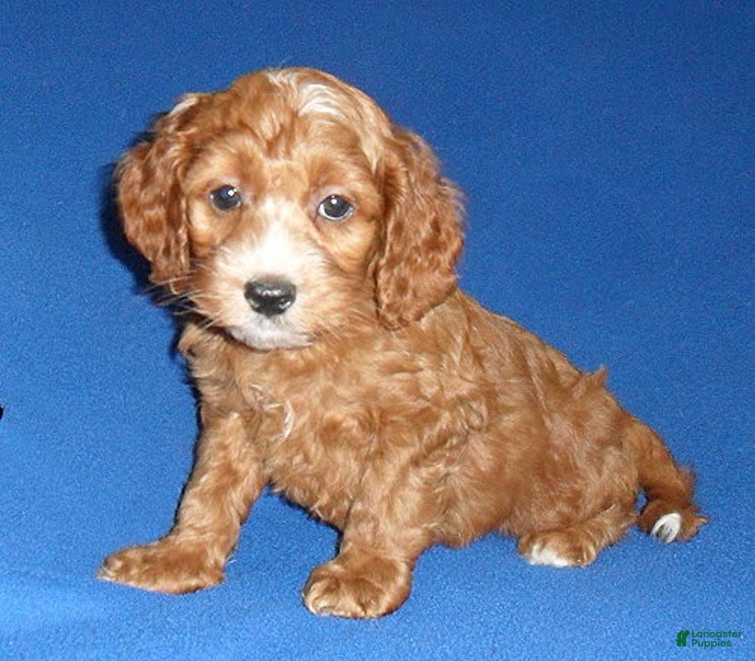 Cockapoo dogs for sale: Dudley - Image 17