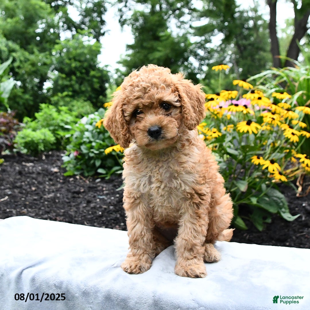 Cockapoo dogs for sale: Faith - Image 1