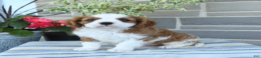 Prince