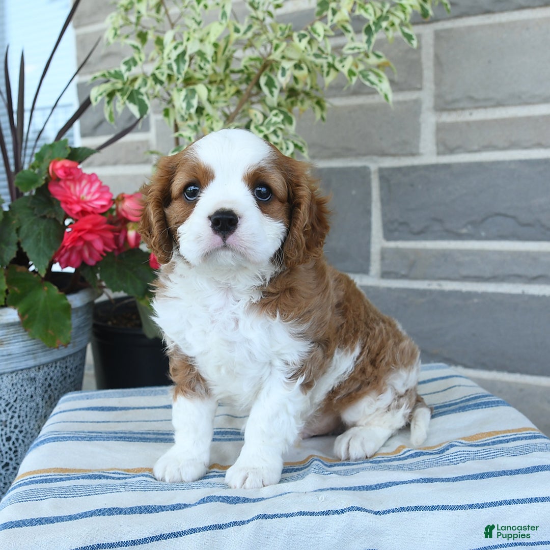 Cavalier King Charles Spaniel dogs for sale: Prince - Image 5