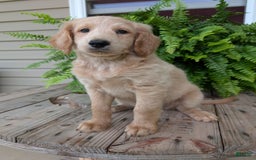 Goldendoodle dogs for sale: Bella - Image 6