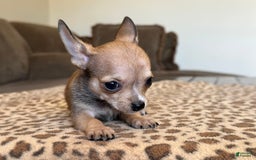 Chihuahua dogs for sale: Sergeant - Image 3