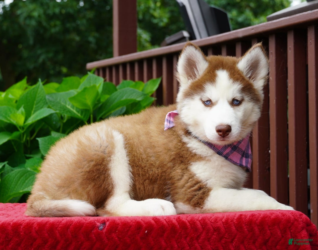 Siberian Husky dogs for sale: River - Image 8