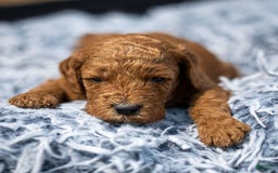 Standard Poodle dogs for sale: Reul - Image 11