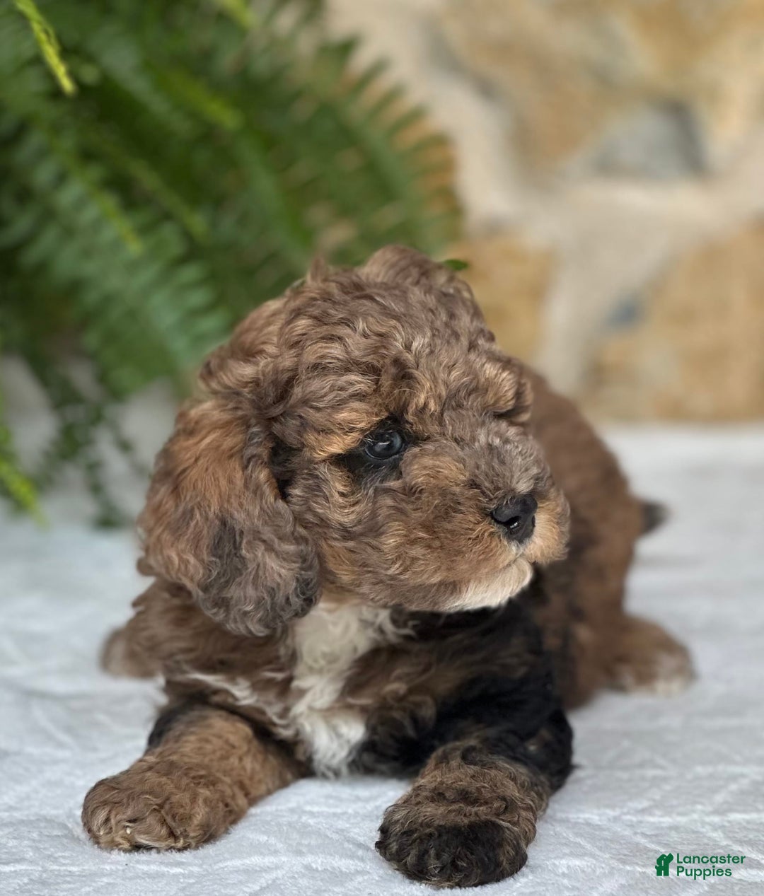 Mini Aussiedoodle dogs for sale: Rocco - Image 2
