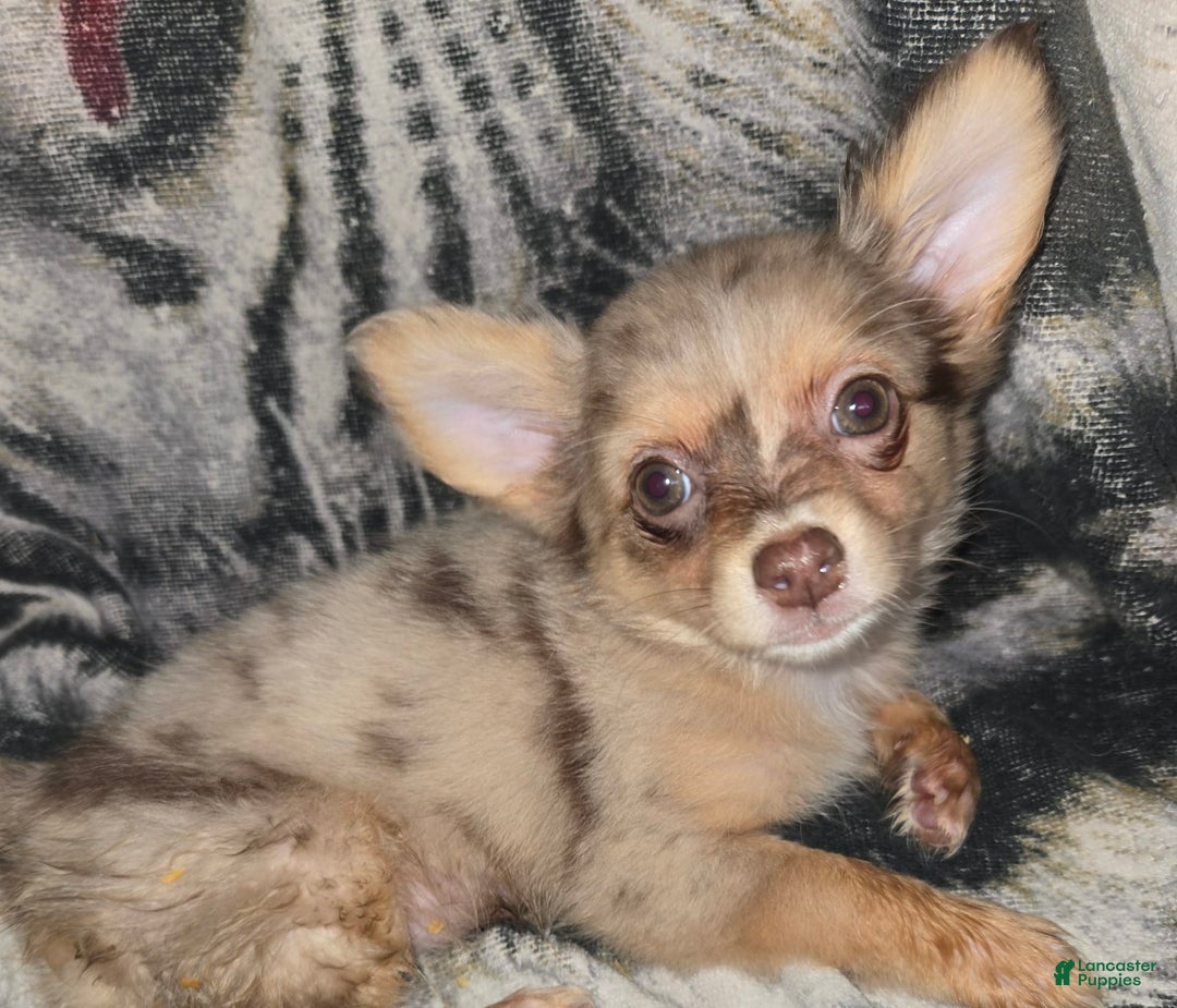 Chihuahua dogs for sale: Long Hair Merle Girl/Green Eyes - Image 1