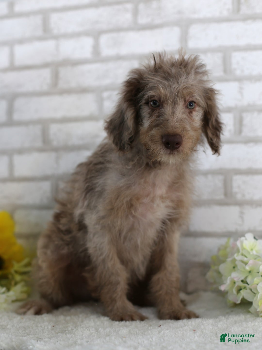 Mini Aussiedoodle dogs for sale: Charlie - Image 4