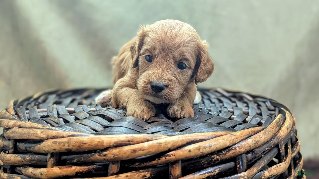 Cavapoo dogs for sale: Rex - Image 1