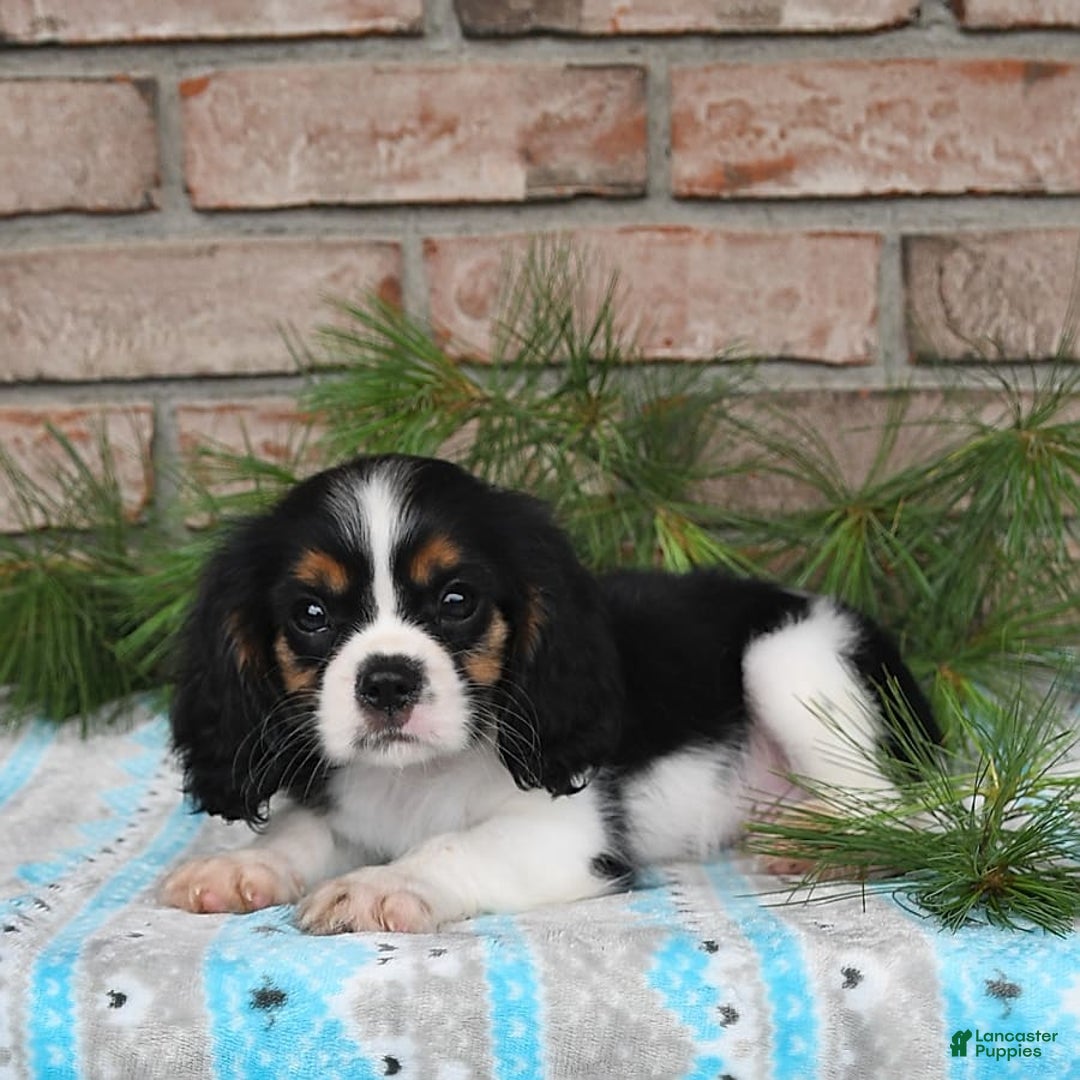 Cavalier King Charles Spaniel dogs for sale: Dasher - Image 8
