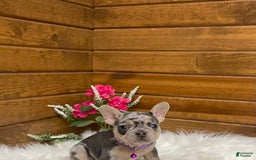 French Bulldog dogs for sale: Nila - Image 1