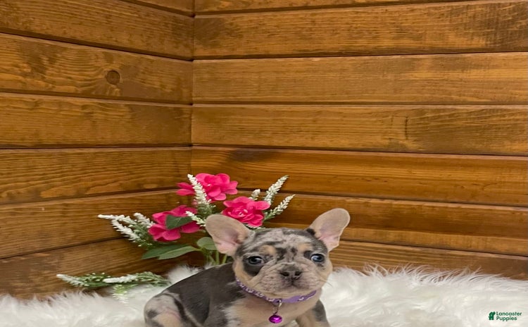 French Bulldog dogs for sale - Ad 1