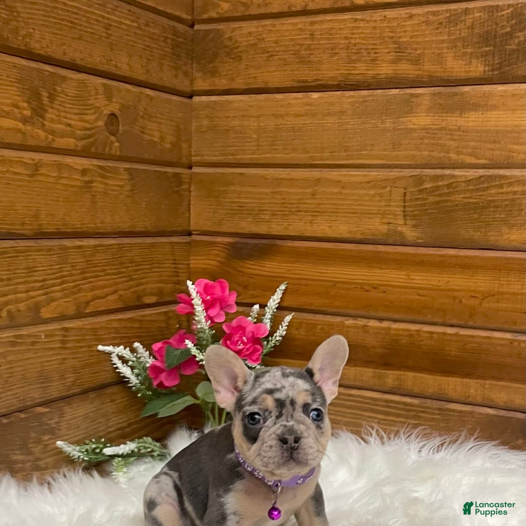 French Bulldog dogs for sale: Nila - Image 1