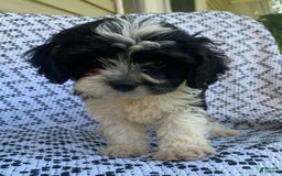 Cockapoo dogs for sale: Stella - Image 4