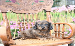 Miniature Dachshund dogs for sale: Zoey - Image 1
