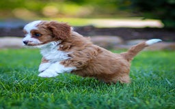 Cavapoo dogs for sale: Rusty - Image 10