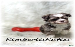 Maltipoo dogs for sale: Little Miles - Image 3