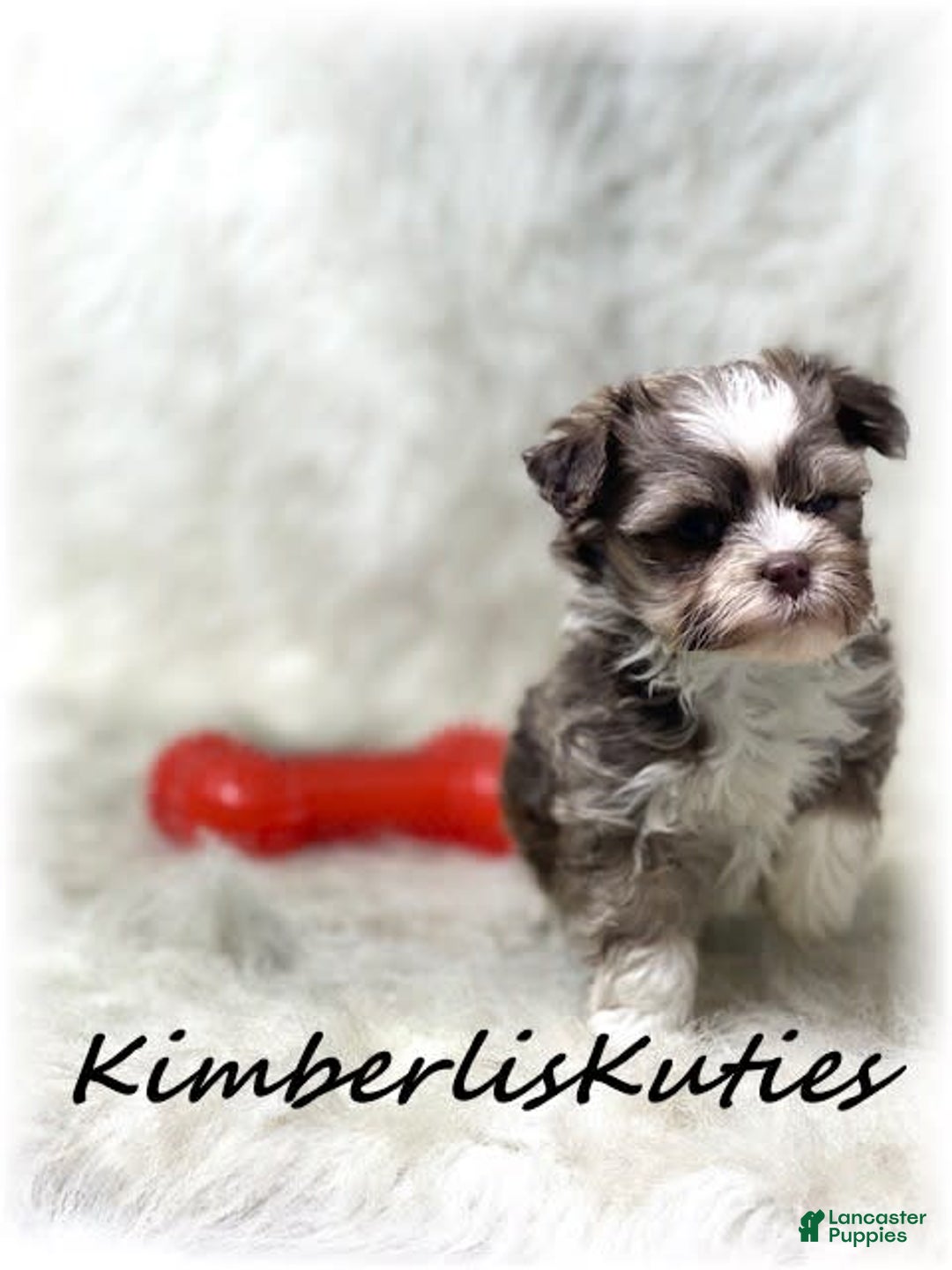 Maltipoo dogs for sale: Little Miles - Image 3