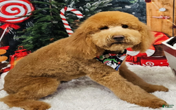 Goldendoodle dogs for sale: Loving Runti - Image 5