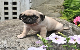 Pug dogs for sale: Bouncer - Image 1