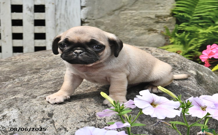 Pug dogs for sale - Ad 2