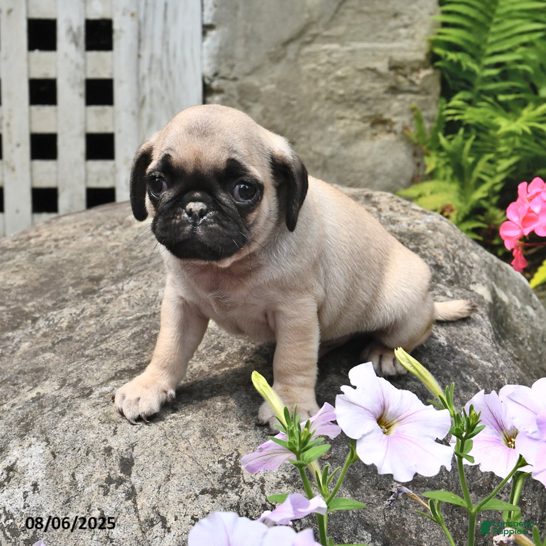 Pug dogs for sale: Bouncer - Image 1