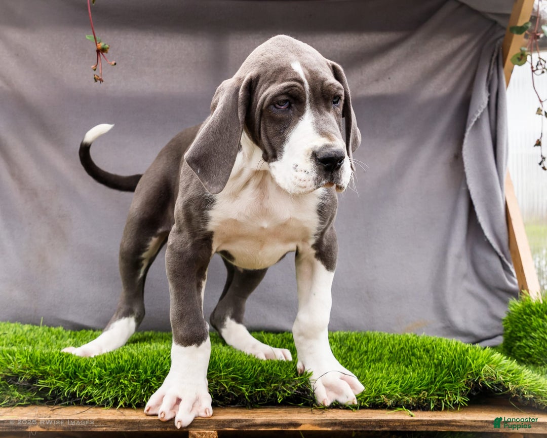 Great Dane dogs for sale: Missy - Image 15