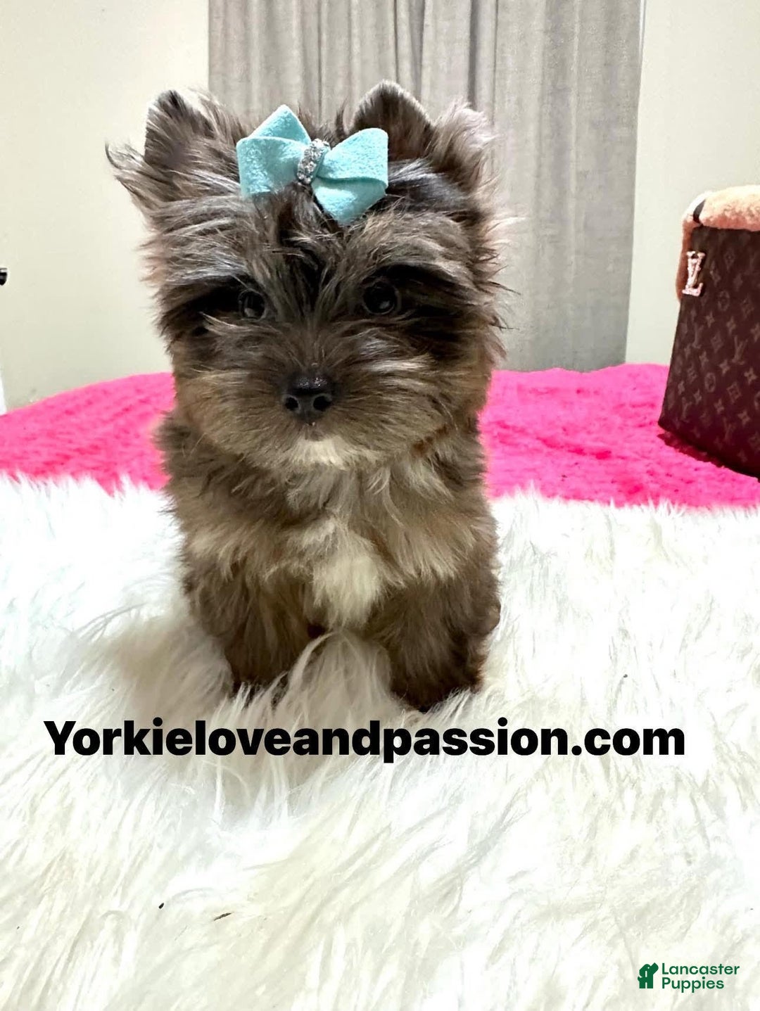 Yorkshire Terrier dogs for sale: Black Merle - Image 5