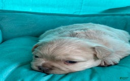 French Bulldog dogs for sale: Latto - Image 2