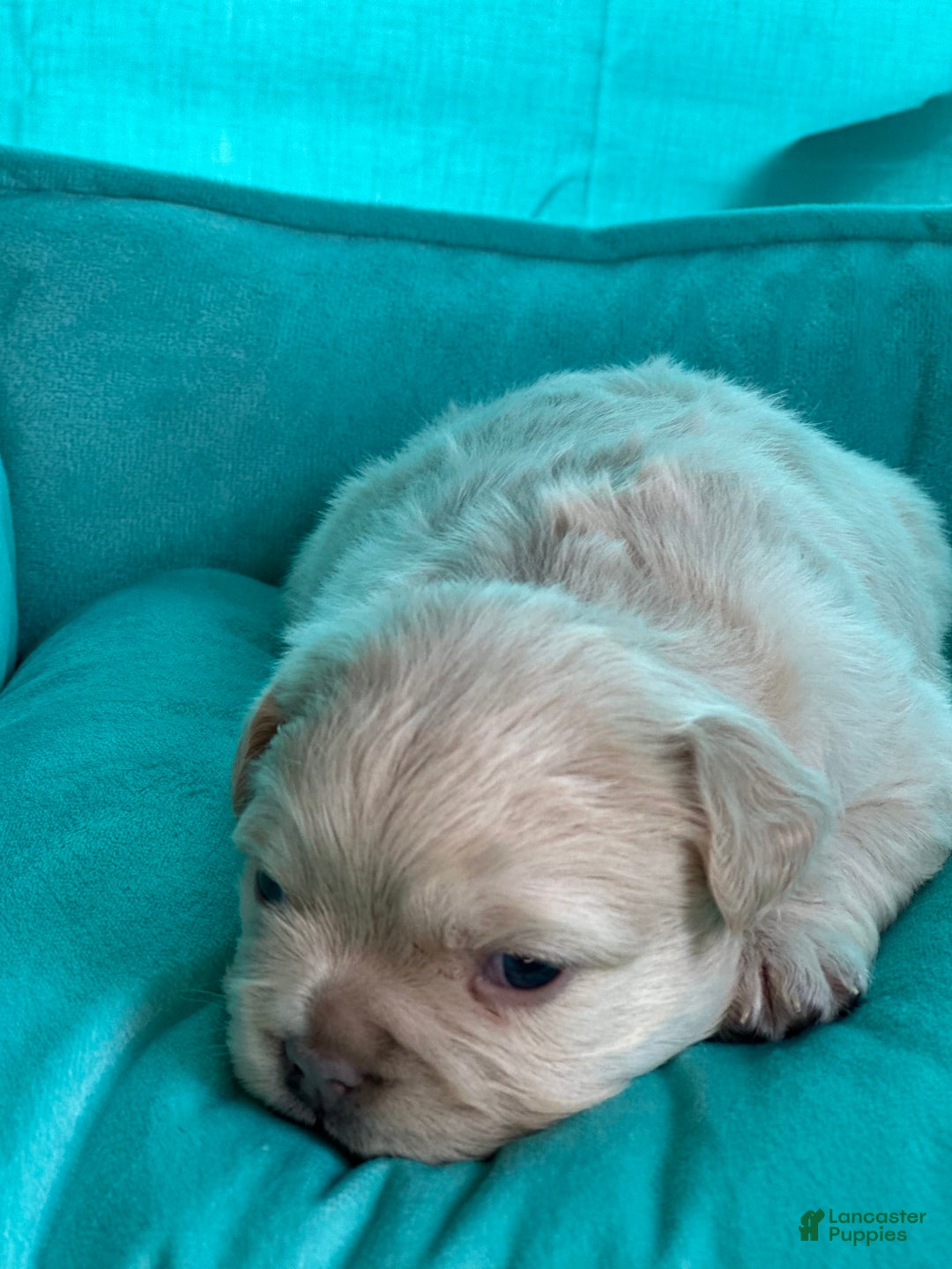 French Bulldog dogs for sale: Latto - Image 2