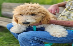 Great Pyrenees dogs for sale: Pyredoodle Fb - Image 5