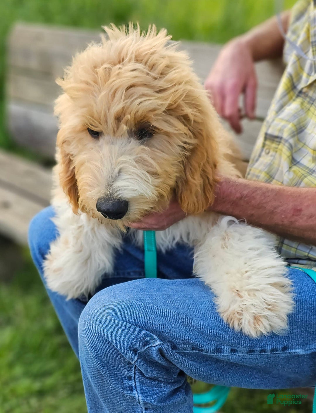 Great Pyrenees dogs for sale: Pyredoodle Fb - Image 5