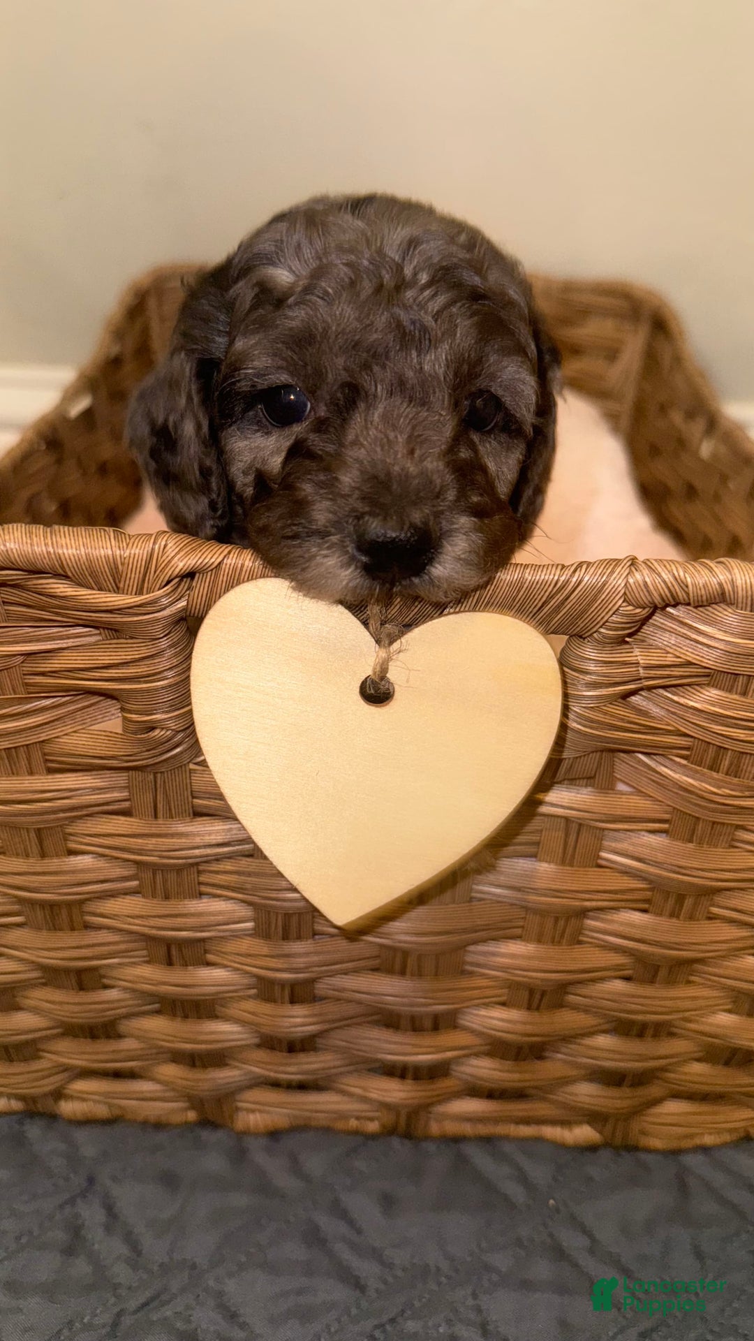 Miniature Poodle dogs for sale: Velma - Image 1