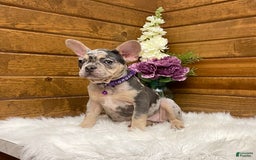 French Bulldog dogs for sale: Nila - Image 3