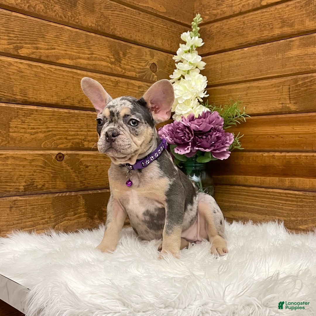 French Bulldog dogs for sale: Nila - Image 3