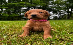 Labradoodle dogs for sale: Kira - Image 1