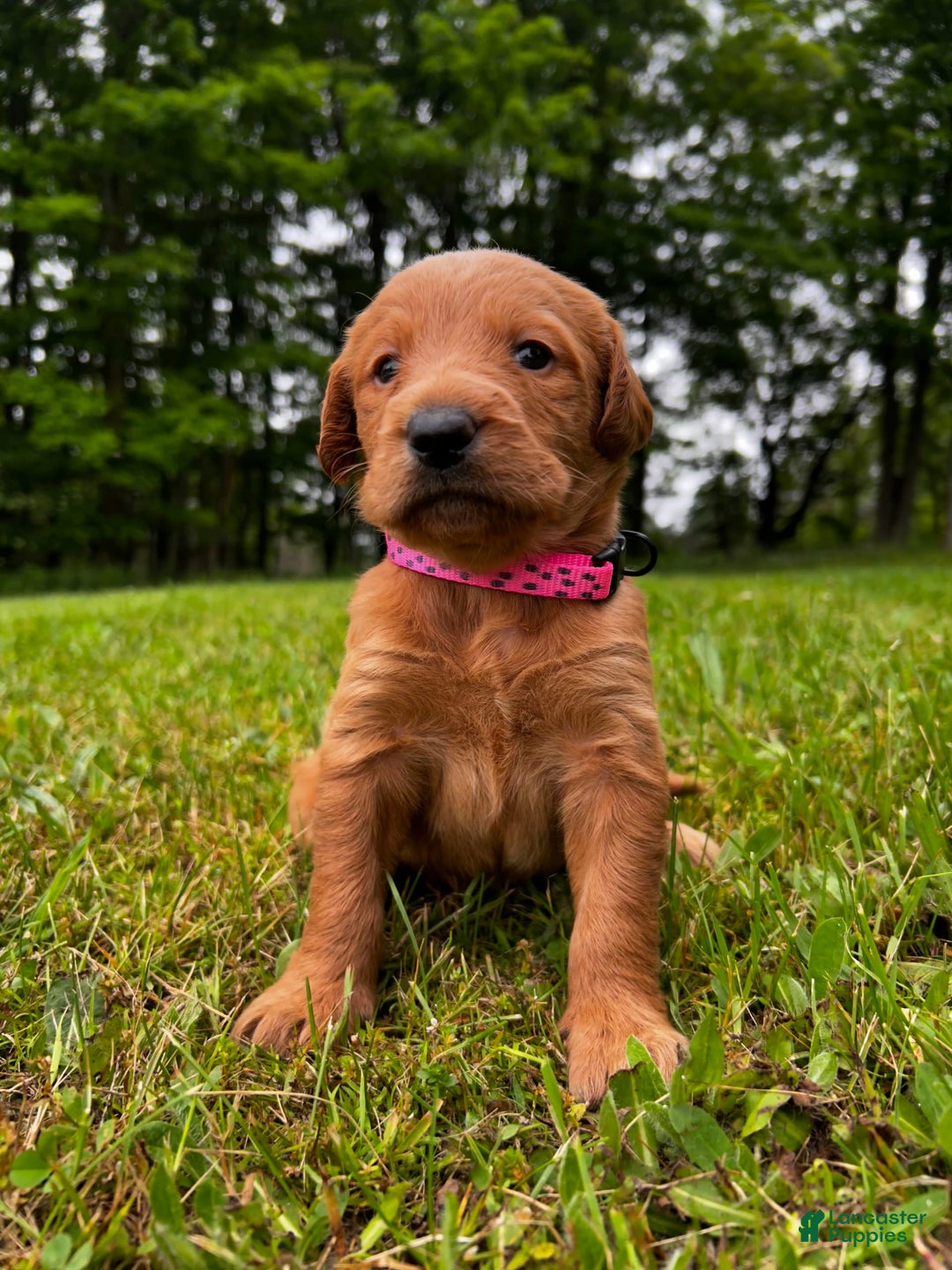 Labradoodle dogs for sale: Kira - Image 1