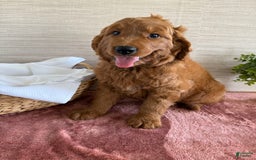 Goldendoodle dogs for sale: Victor - Image 12