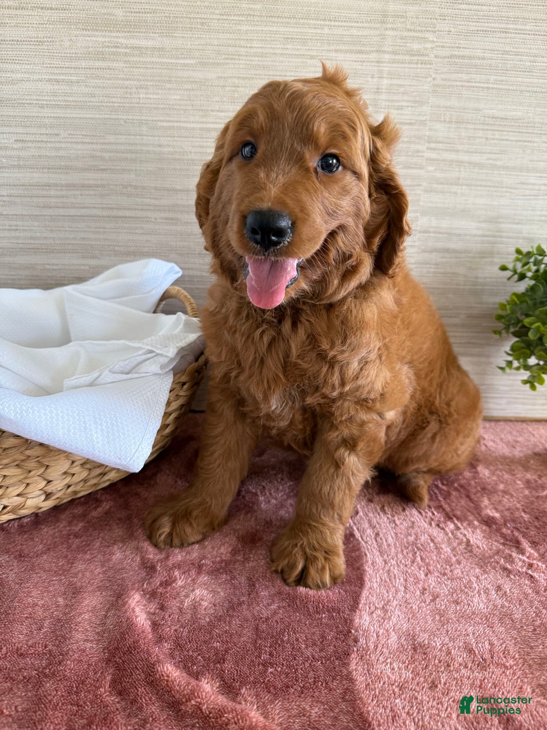 Goldendoodle dogs for sale: Victor - Image 12