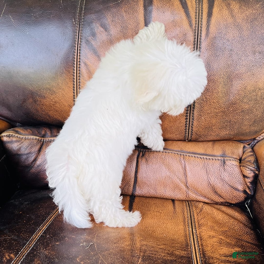 Maltese dogs for sale: Beau - Image 16