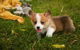 Welsh Corgi Pembroke dogs for sale: Brownie - Image 8