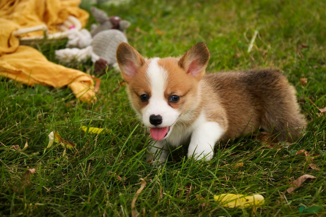 Welsh Corgi Pembroke dogs for sale: Brownie - Image 8