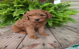 Mini Goldendoodle dogs for sale: Mini -kory - Image 7