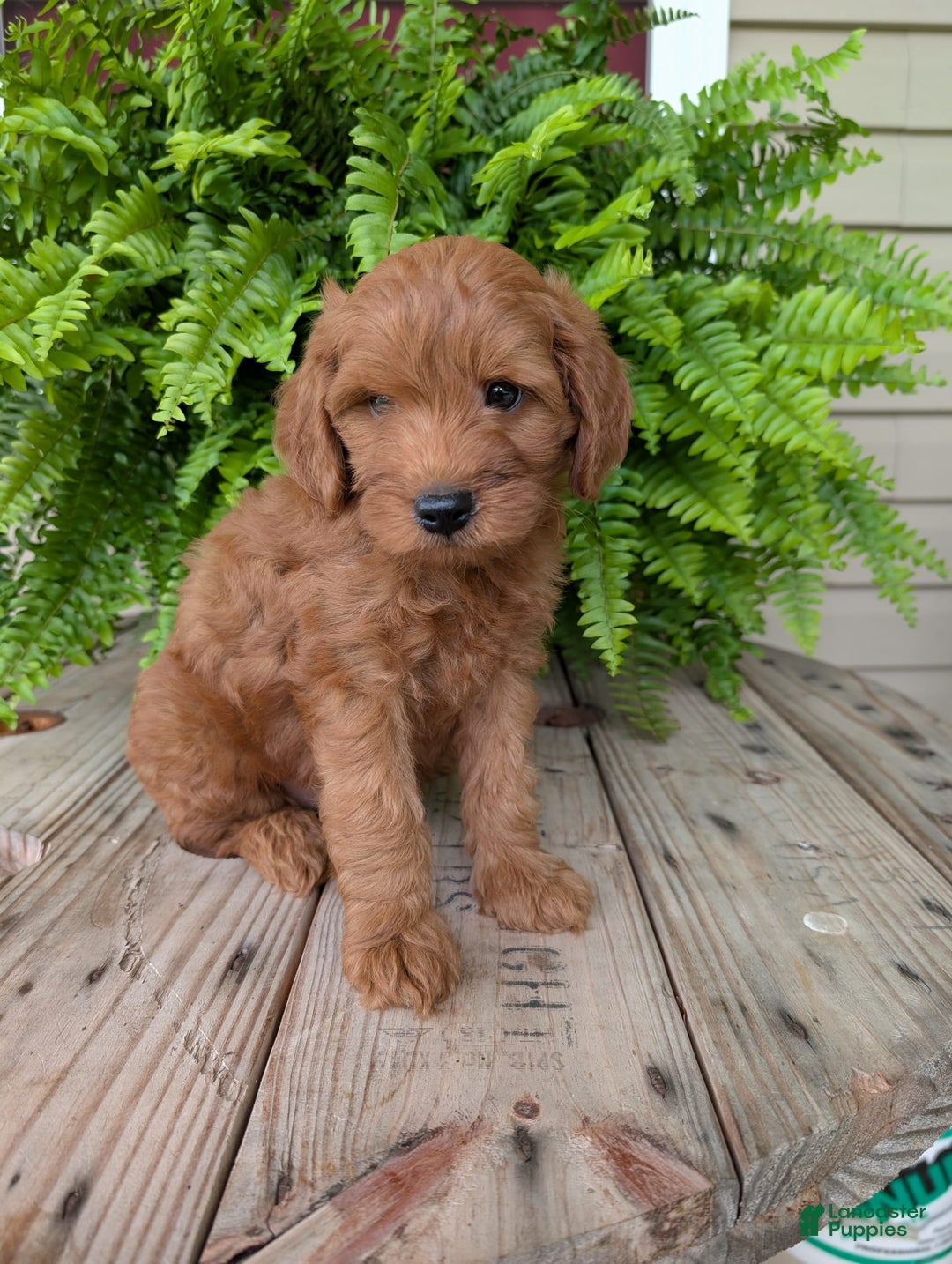 Mini Goldendoodle dogs for sale: Mini -kory - Image 7