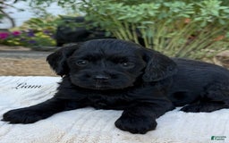 Cavapoo dogs for sale: Liam - Image 18