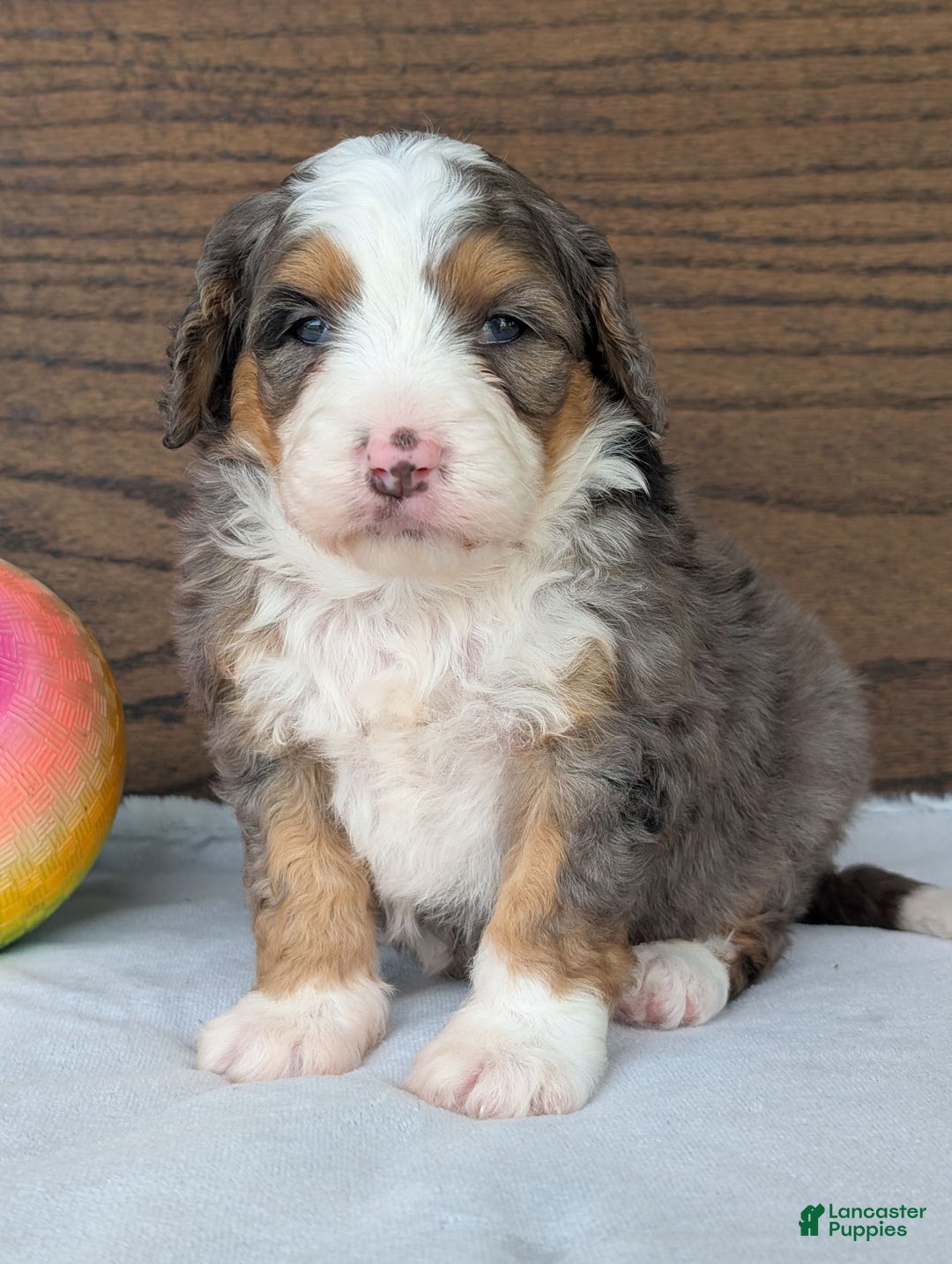 Mini Bernedoodle dogs for sale: Indy - Image 3