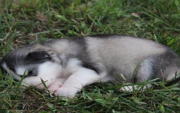 Alaskan Malamute dogs for sale: Misty - Image 2